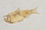 Lot: Green River Fossil Fish - Pieces #84147-2